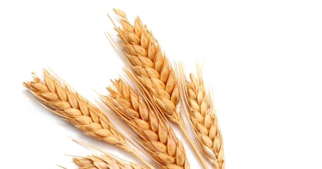 Wheat Free PNG Image