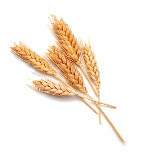 Wheat PNG Download Image