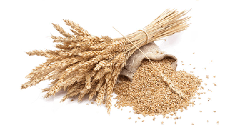 Пшеница PNG скачать бесплатно