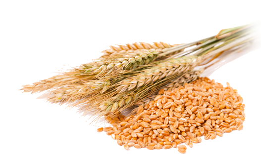 Wheat PNG High-Quality Image