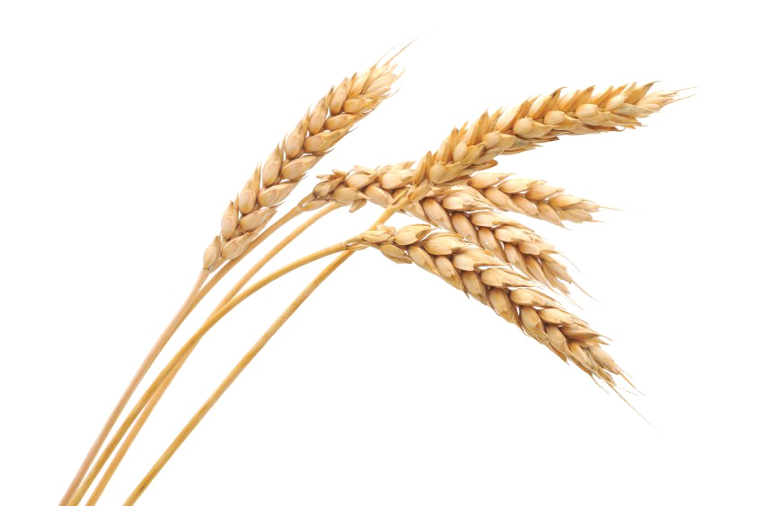 Пшеница PNG Image
