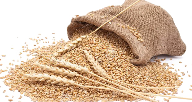 Пшеница PNG фото