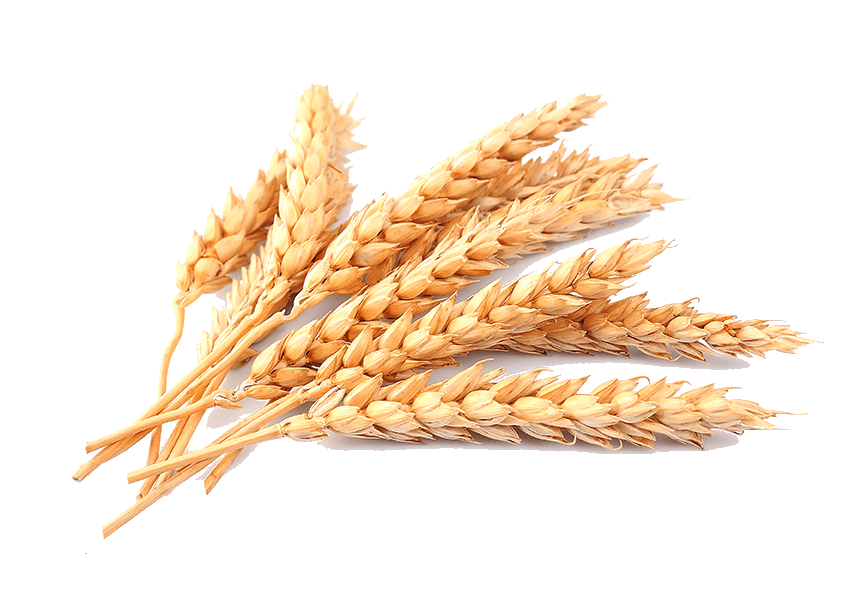 Пшеница PNG Pic