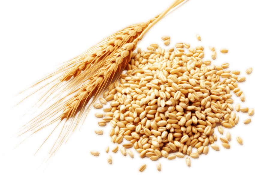 Пшеница PNG картина