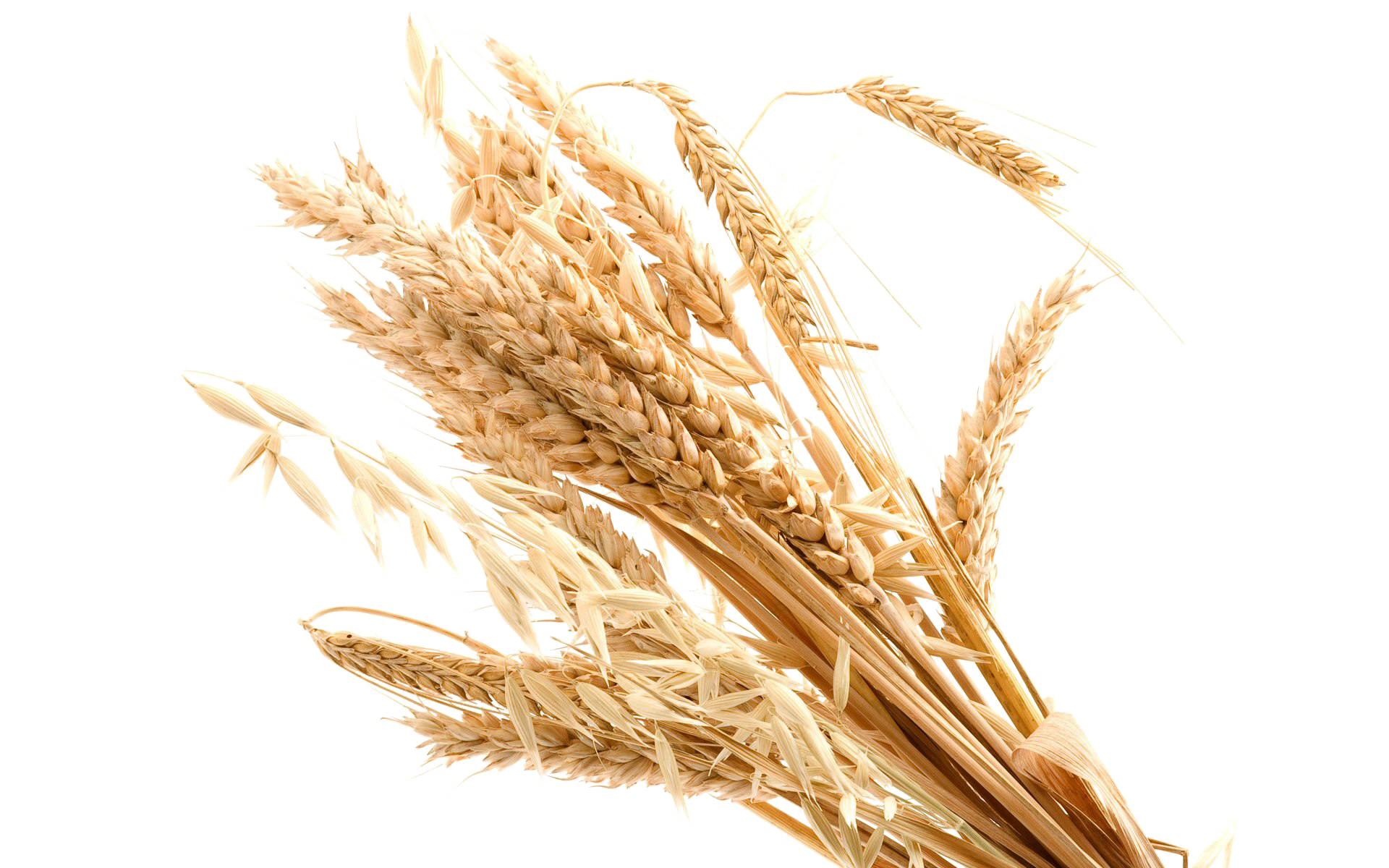 Пшеница прозрачный фон PNG