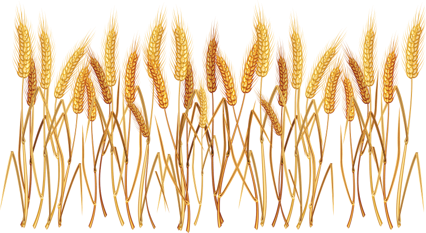 Пшеничные прозрачные изображения