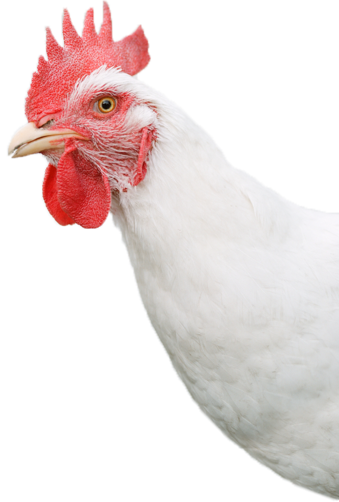 White Chicken Free PNG Image