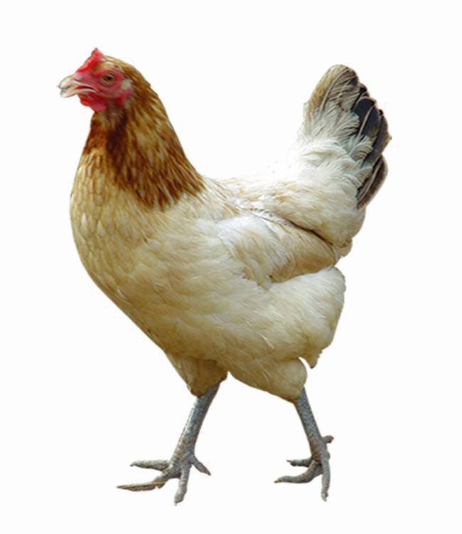 White Chicken PNG Image Background