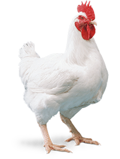 White Chicken PNG Photo