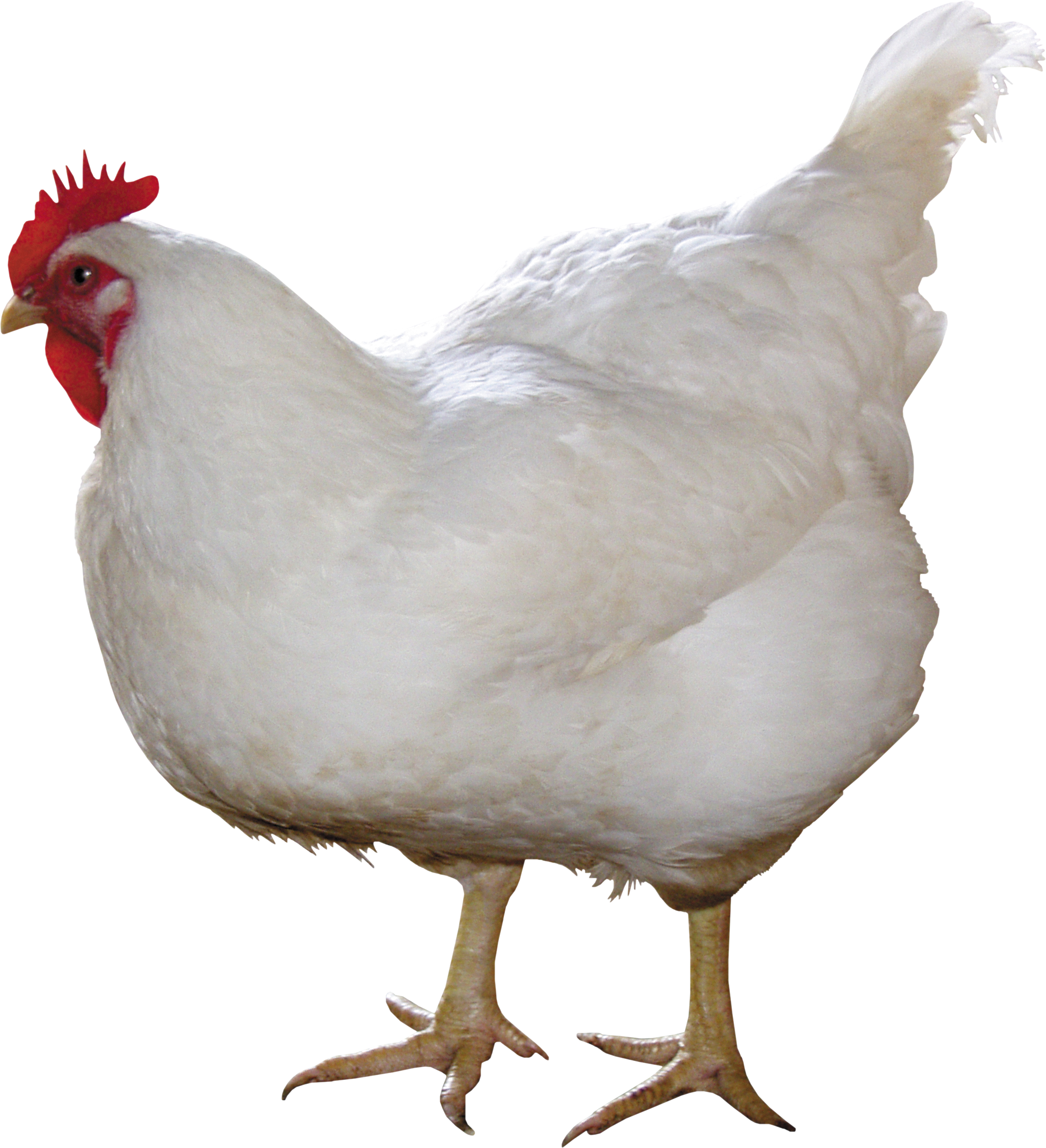 White Chicken PNG Transparent Image
