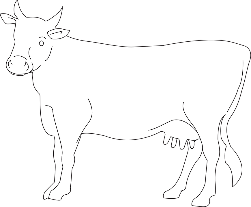 White Cow PNG Photo