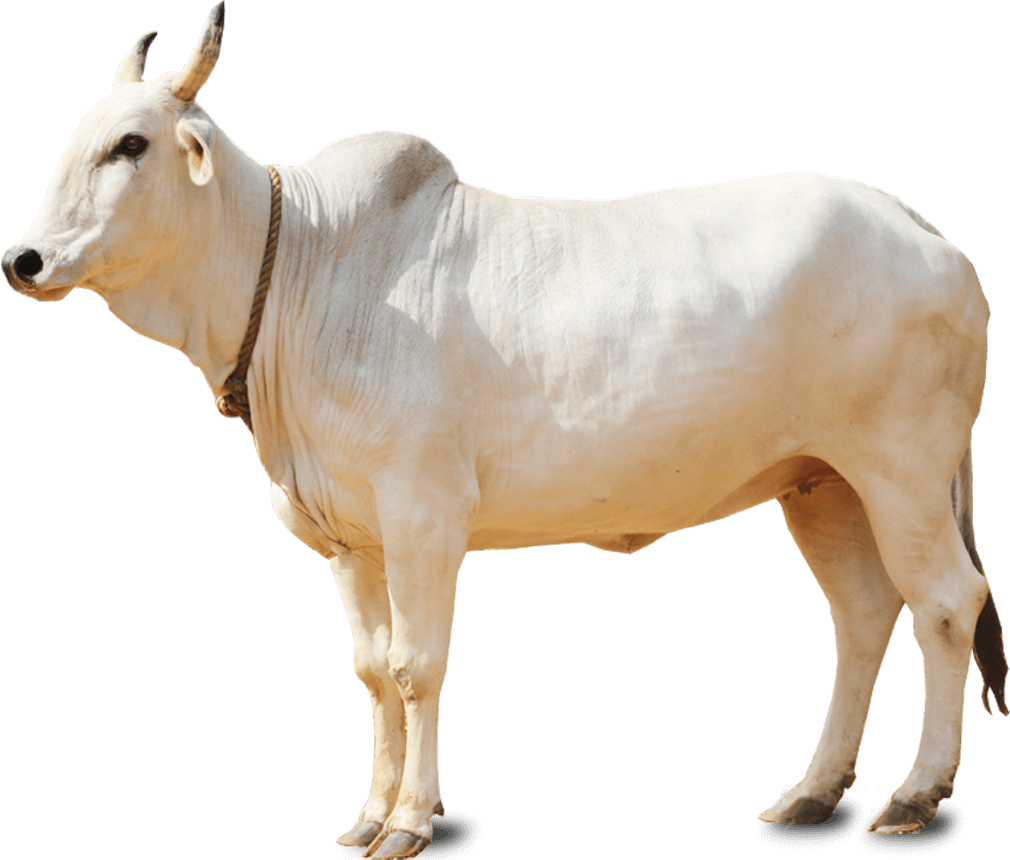 Imagen Transparente de la vaca blanca PNG