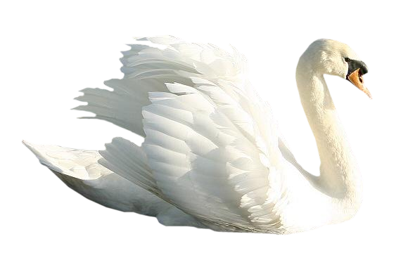 Witte eend Gratis PNG-Afbeelding