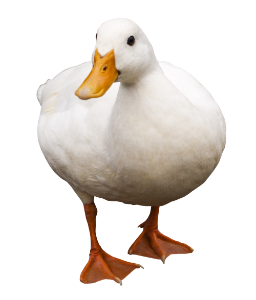 White Duck PNG Download Image
