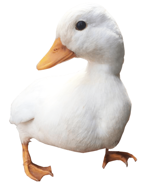 White Duck PNG Kostenloser Download