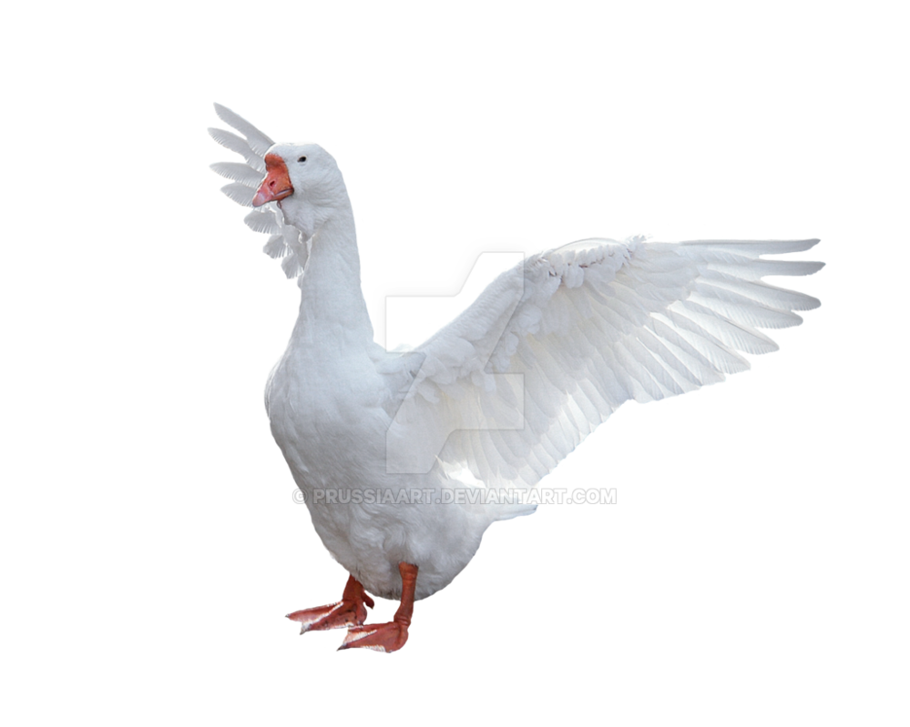 White Duck PNG Transparent Image