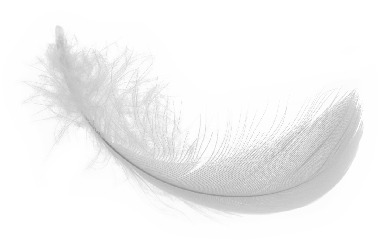 White Feather PNG Download Image