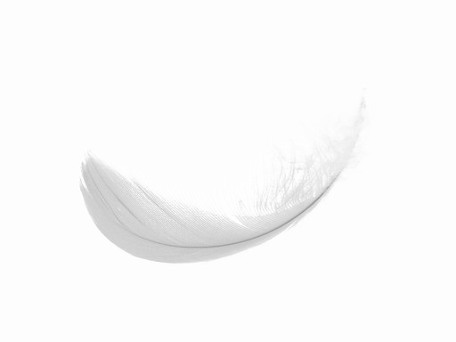 White Feather PNG Image