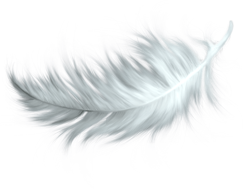 흰 깃털 PNG 사진