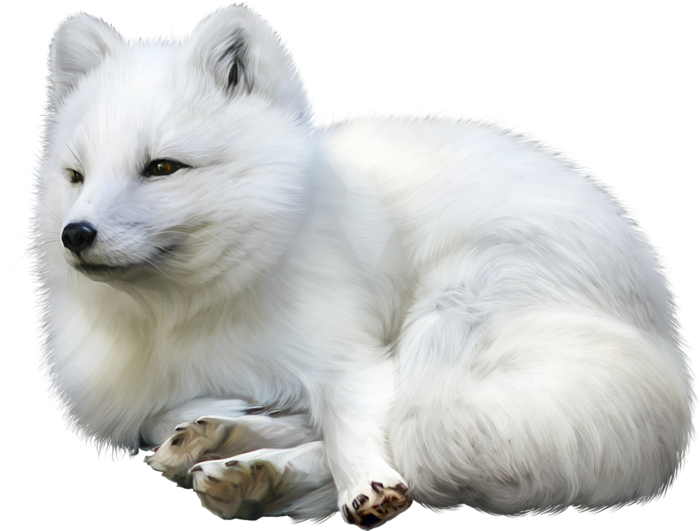 Weißes Fuchs-freies PNG-Bild