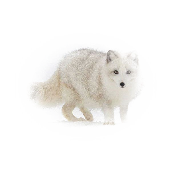 White Fox PNG Image