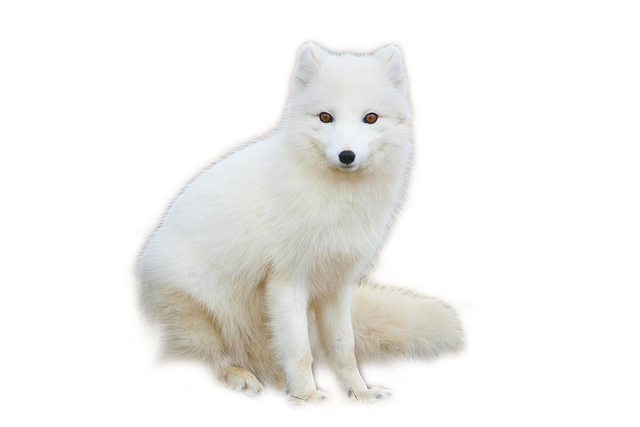 Foto putih fox PNG