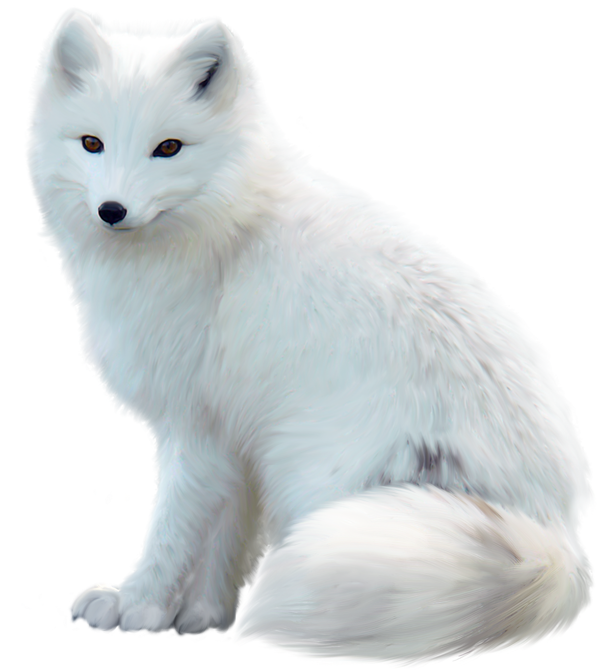 Pic PNG fox putih
