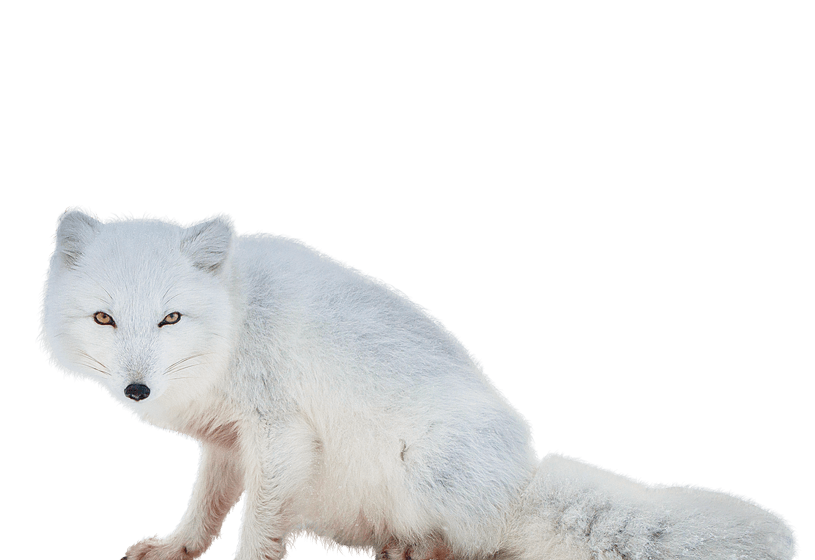 White Fox PNG Transparent Image
