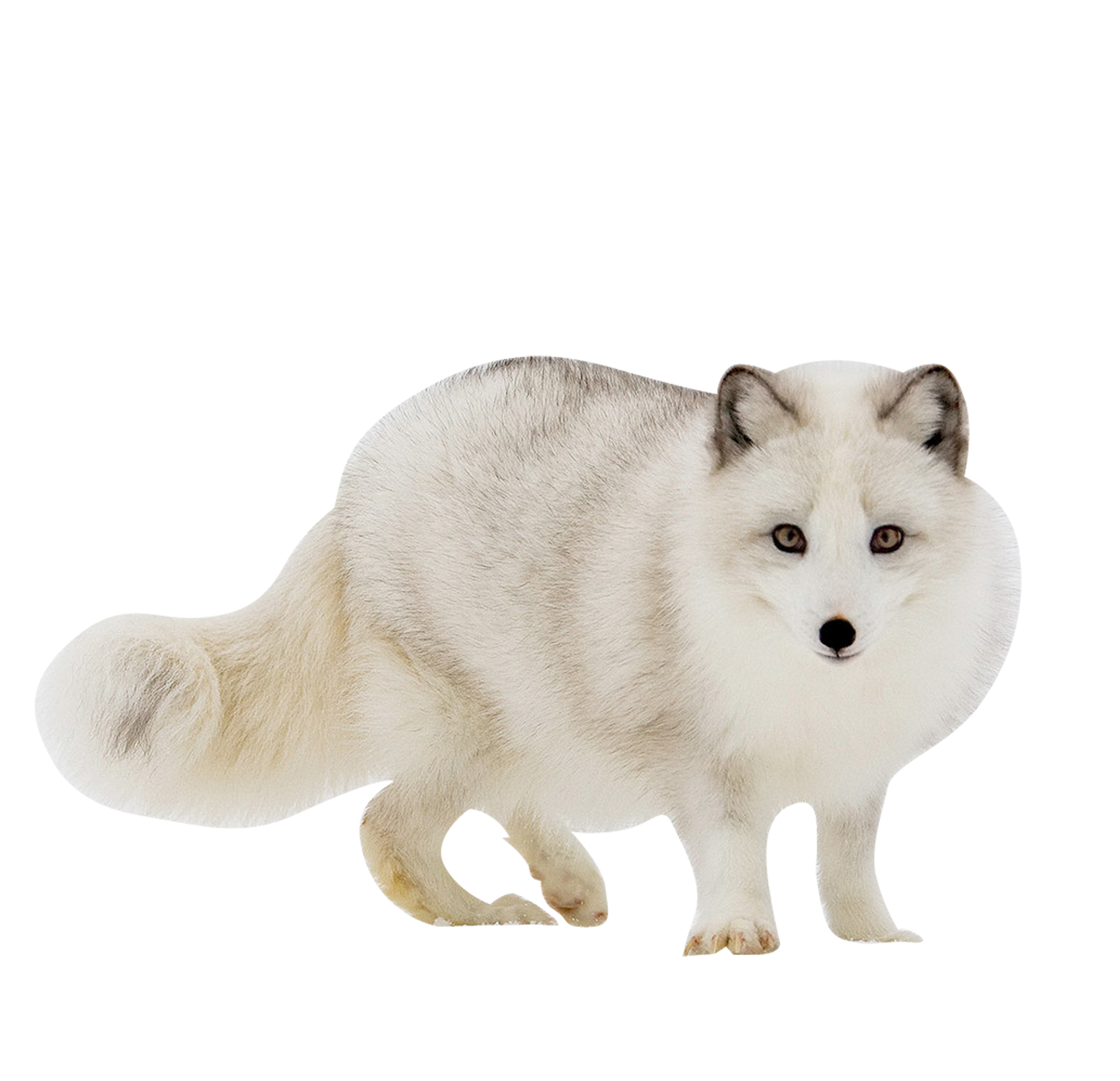White Fox Transparent Images