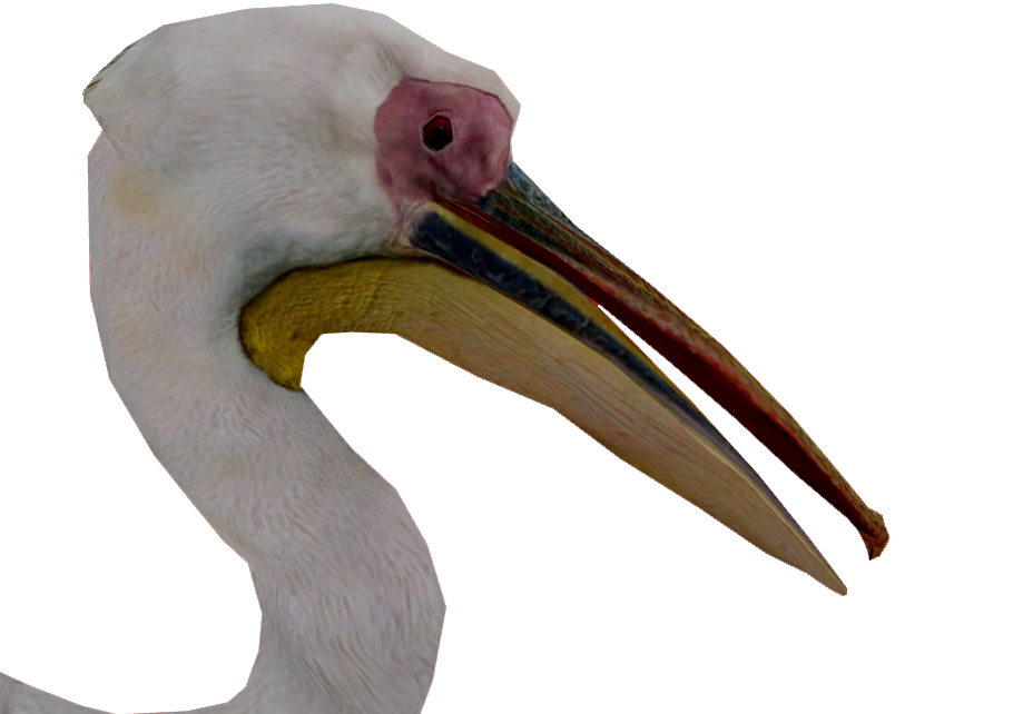 White Pelican Gratis PNG-Afbeelding