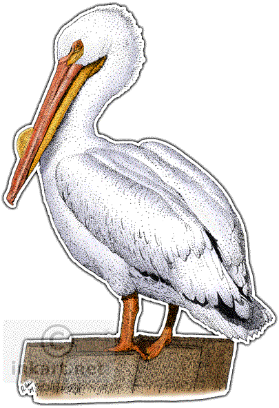 Witte pelican PNG Download Afbeelding