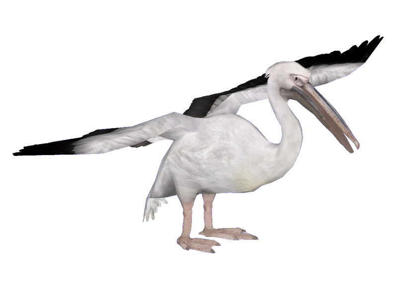 Citra putih pelican PNG berkualitas tinggi