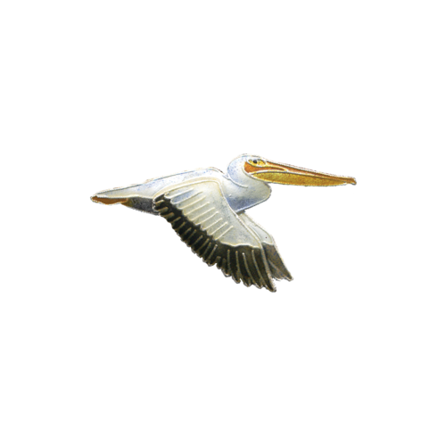 Putih Pelican PNG Background