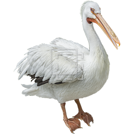 White Pelican PNG-Afbeelding