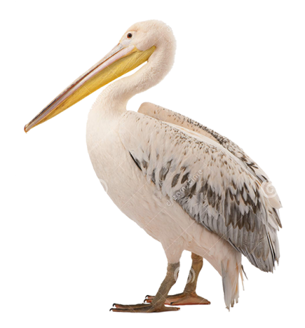 Foto putih pelican PNG