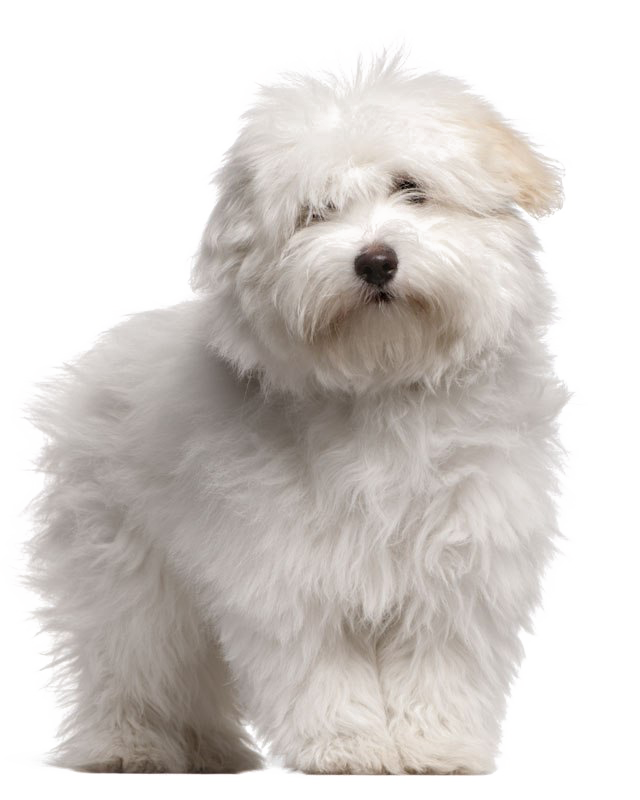 White Puppies PNG High-Quality Image