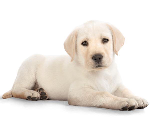 White Puppies PNG Photo