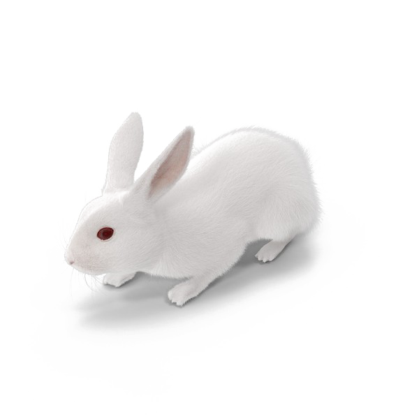 الأرنب الأبيض PNG تحميل مجاني