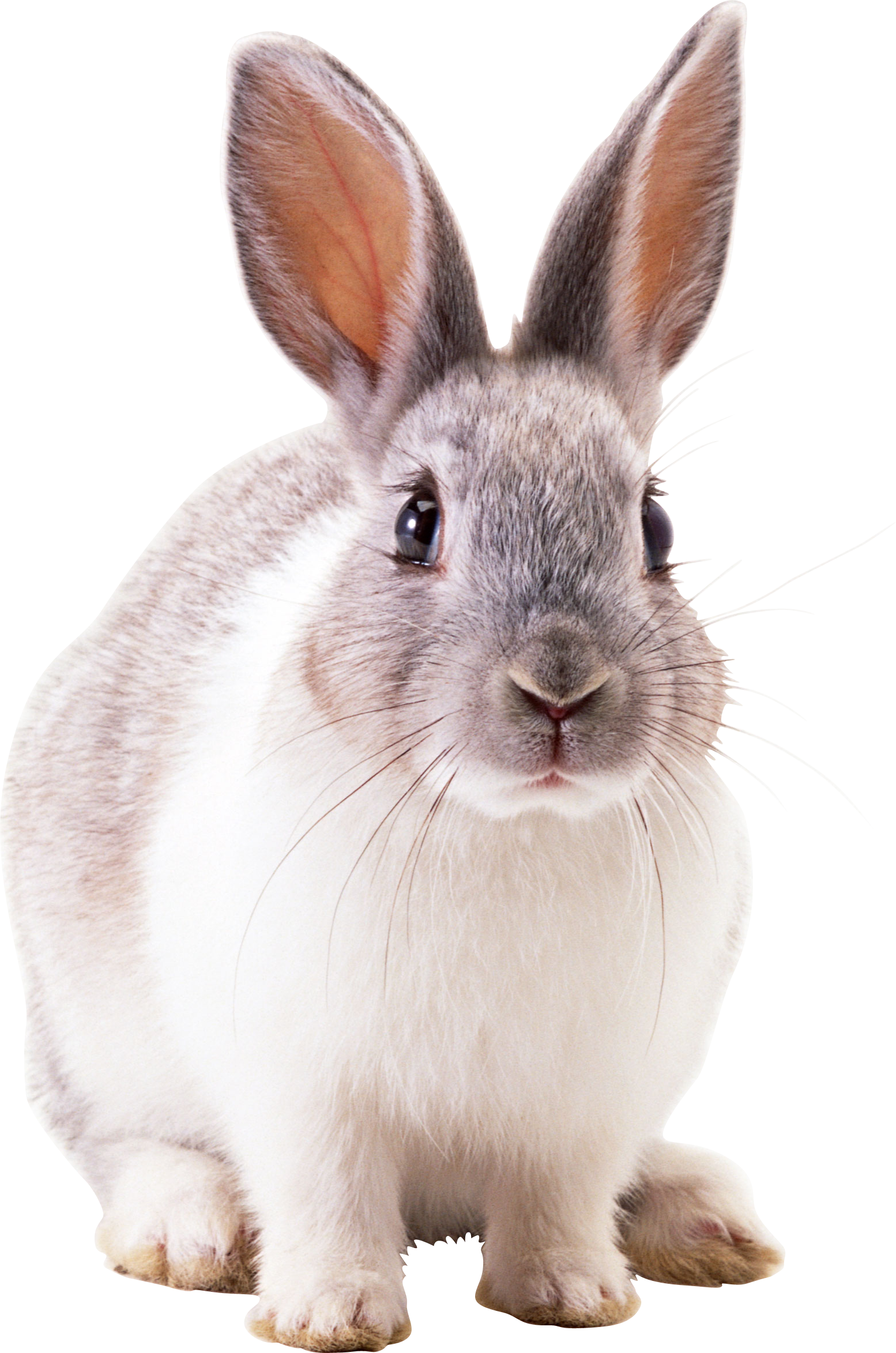 أرنب أبيض PNG الصورة