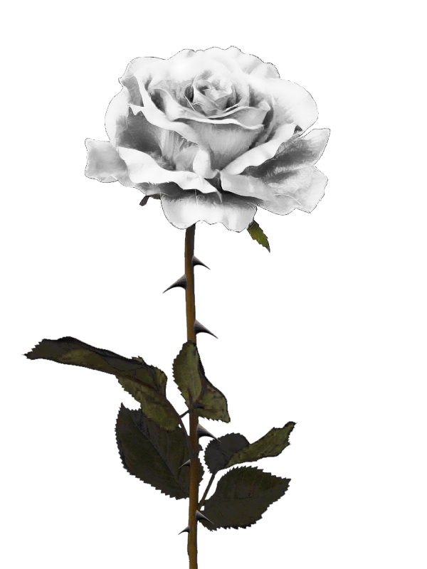 White Rose Download PNG-Afbeelding