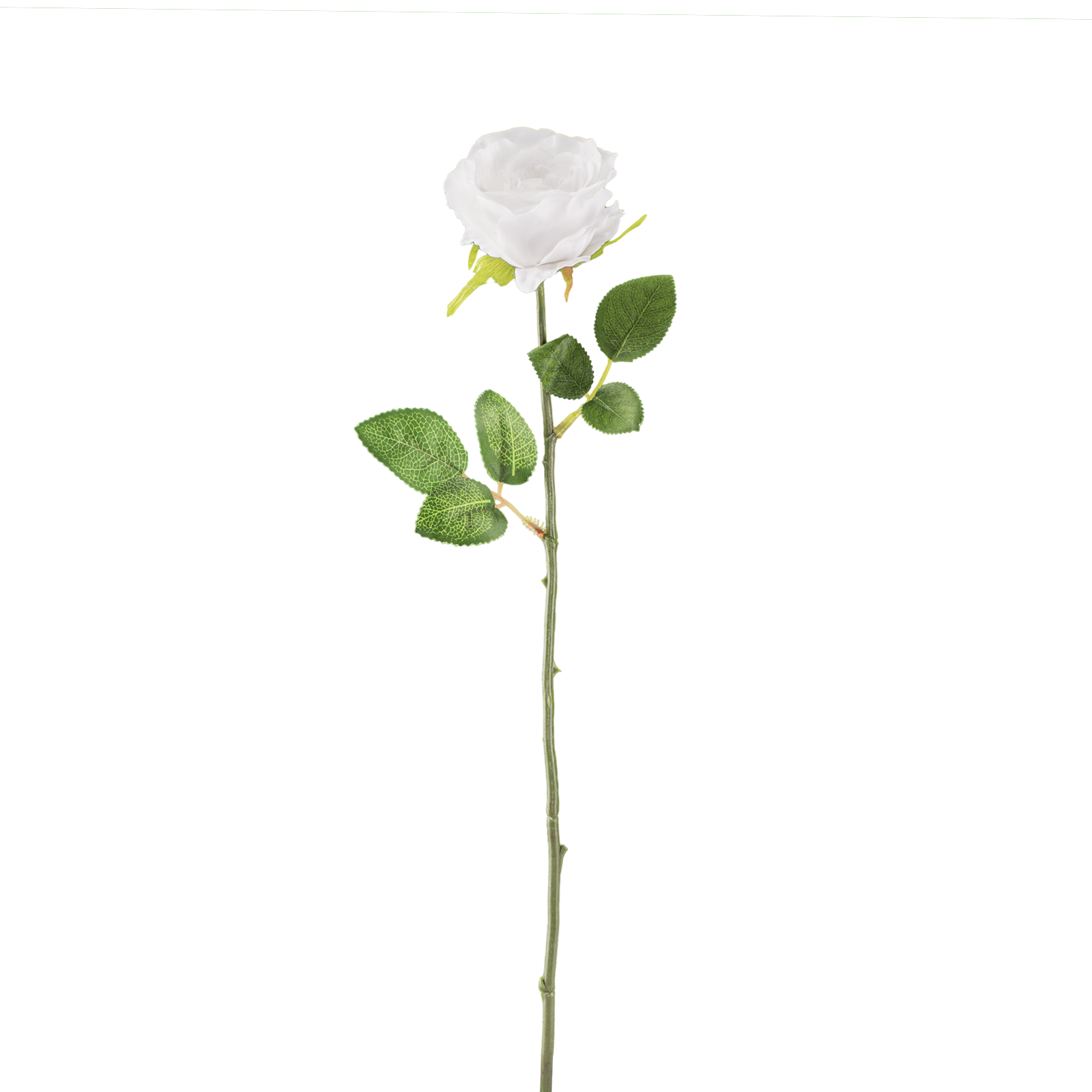 White Rose Watercolor PNG