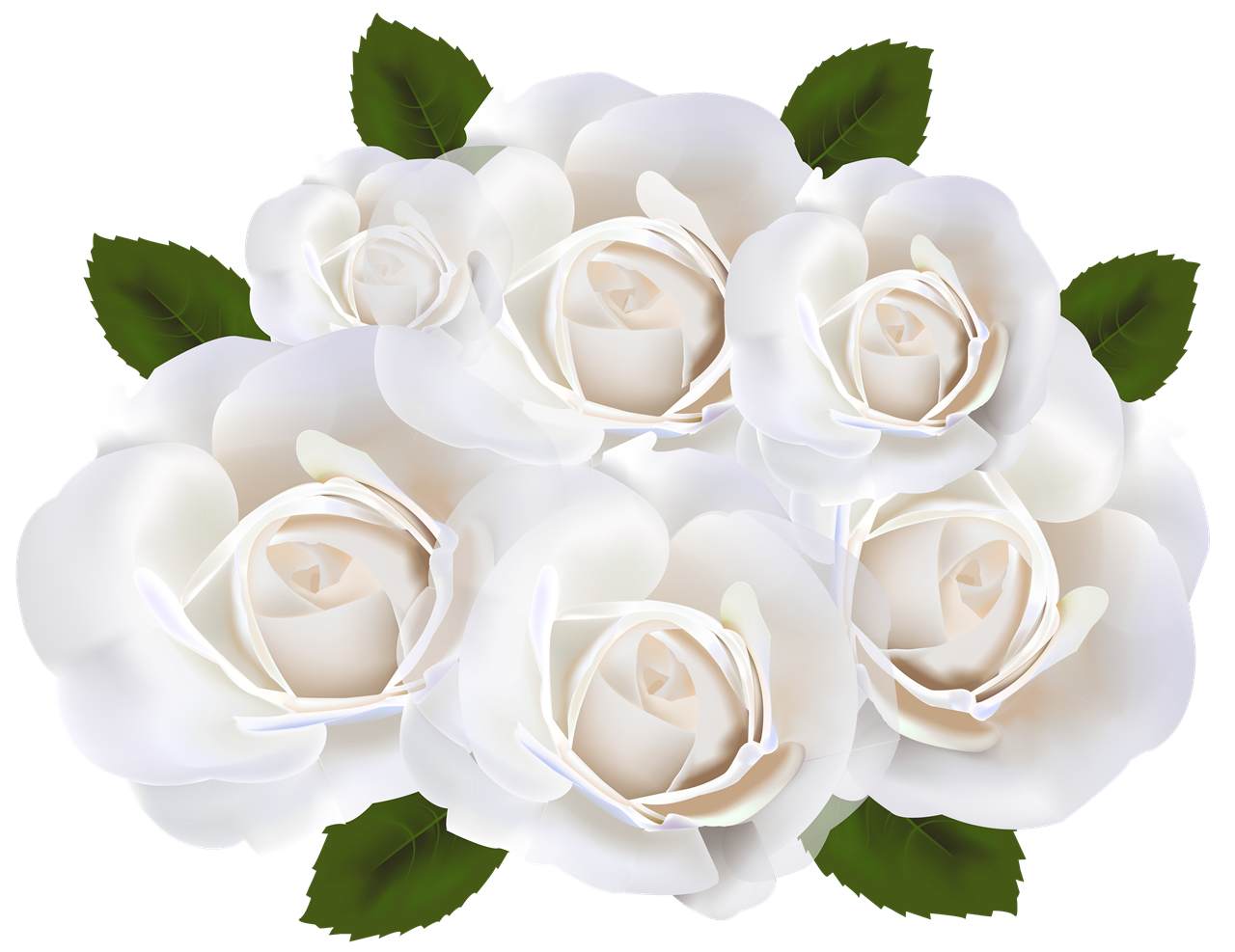 Download gratuito della rosa bianca PNG