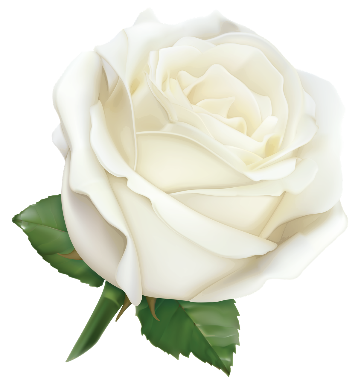 White Rose PNG High-Quality Image