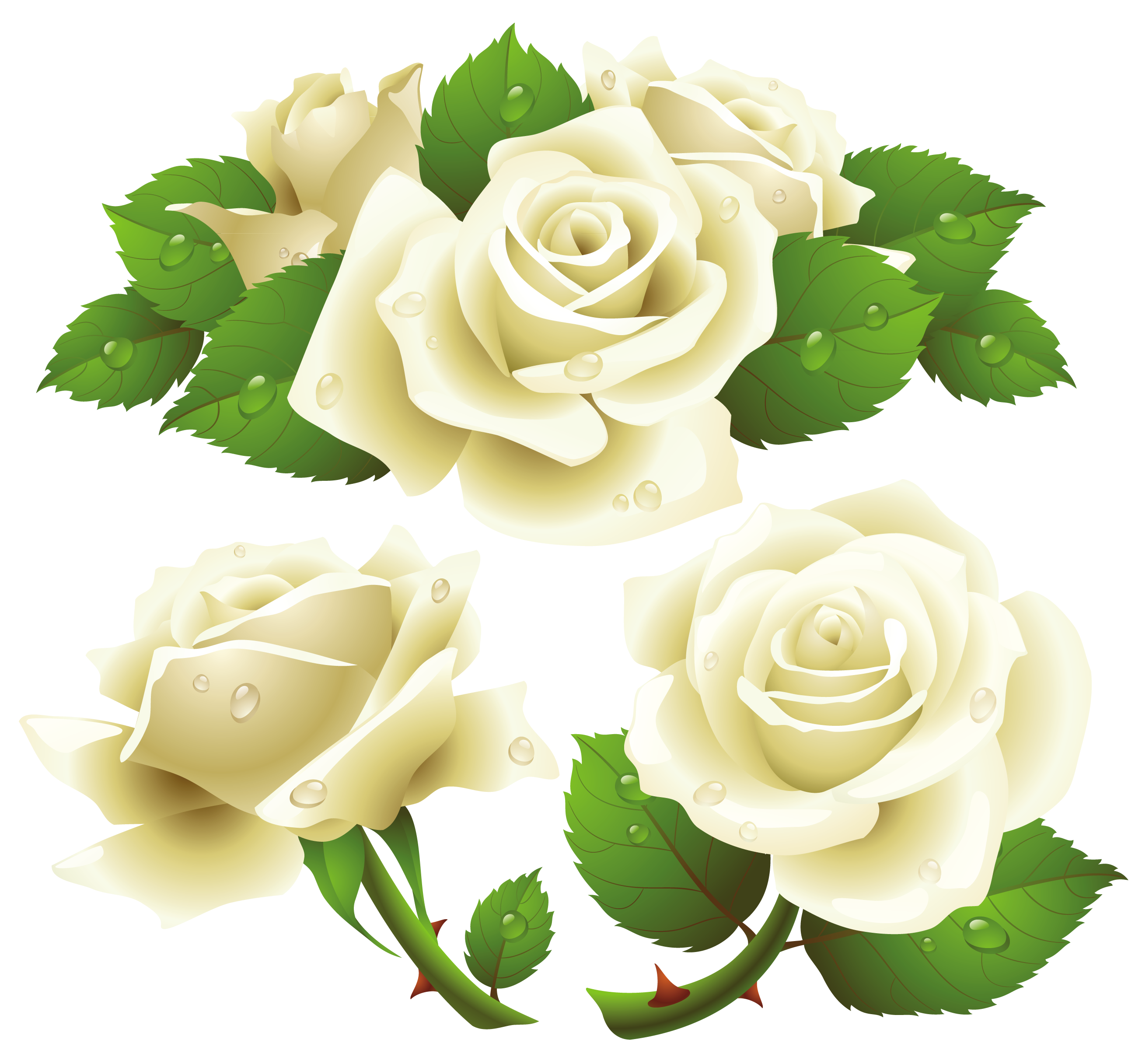 White Rose PNG Gambar Transparan