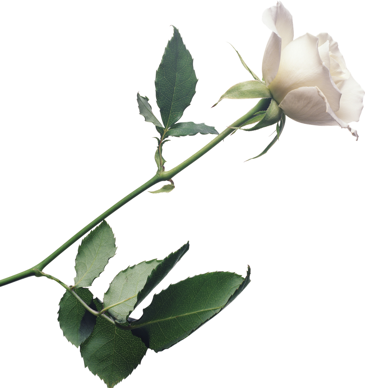 White Rose PNG Image with Transparent Background