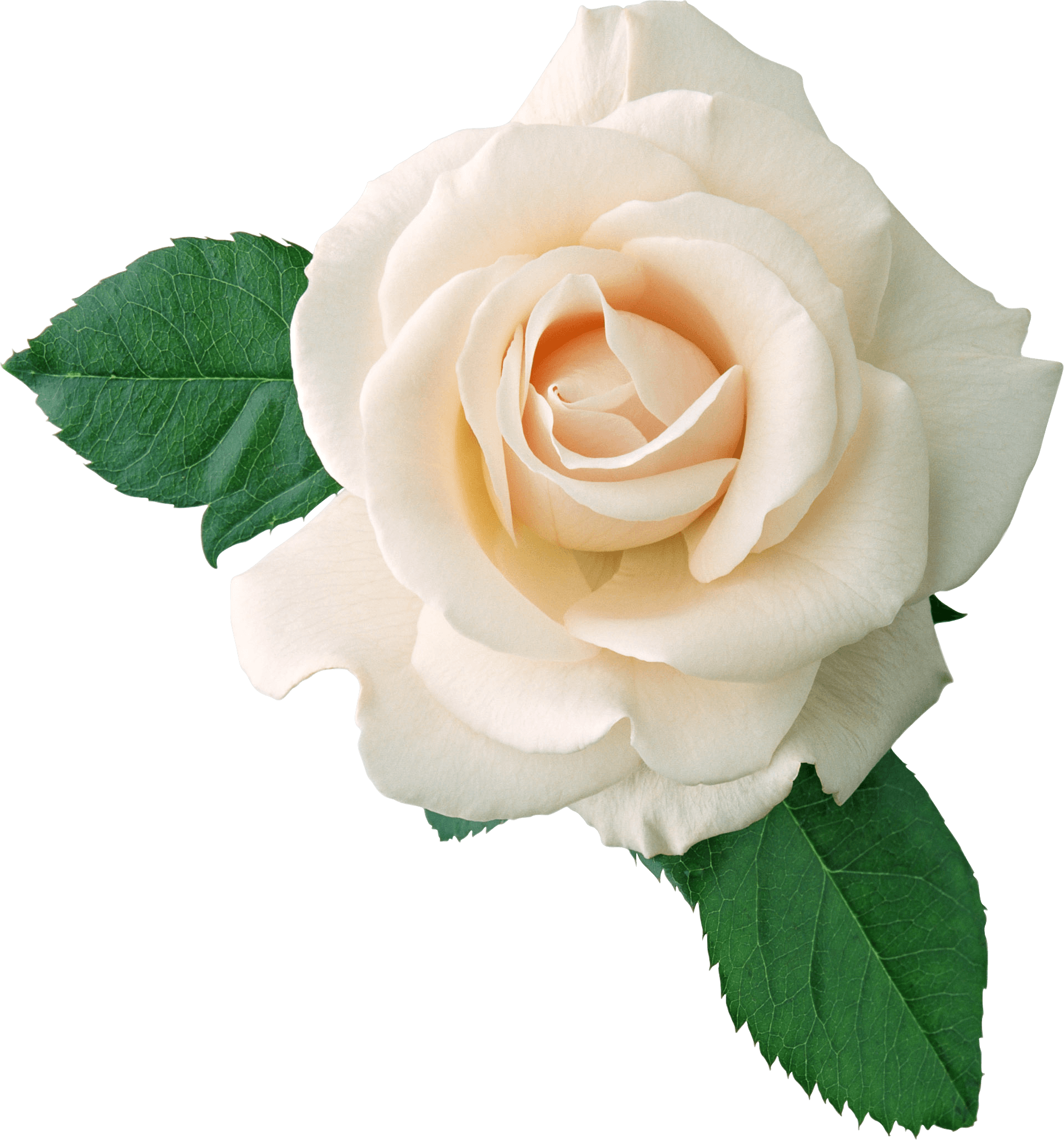 White Rose PNG-Afbeelding