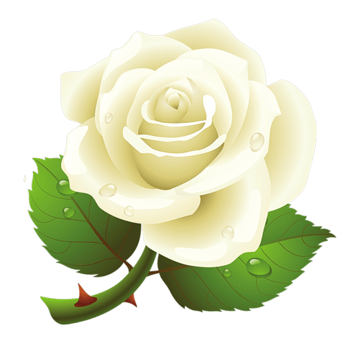 Blanc rose PNG image Transparente