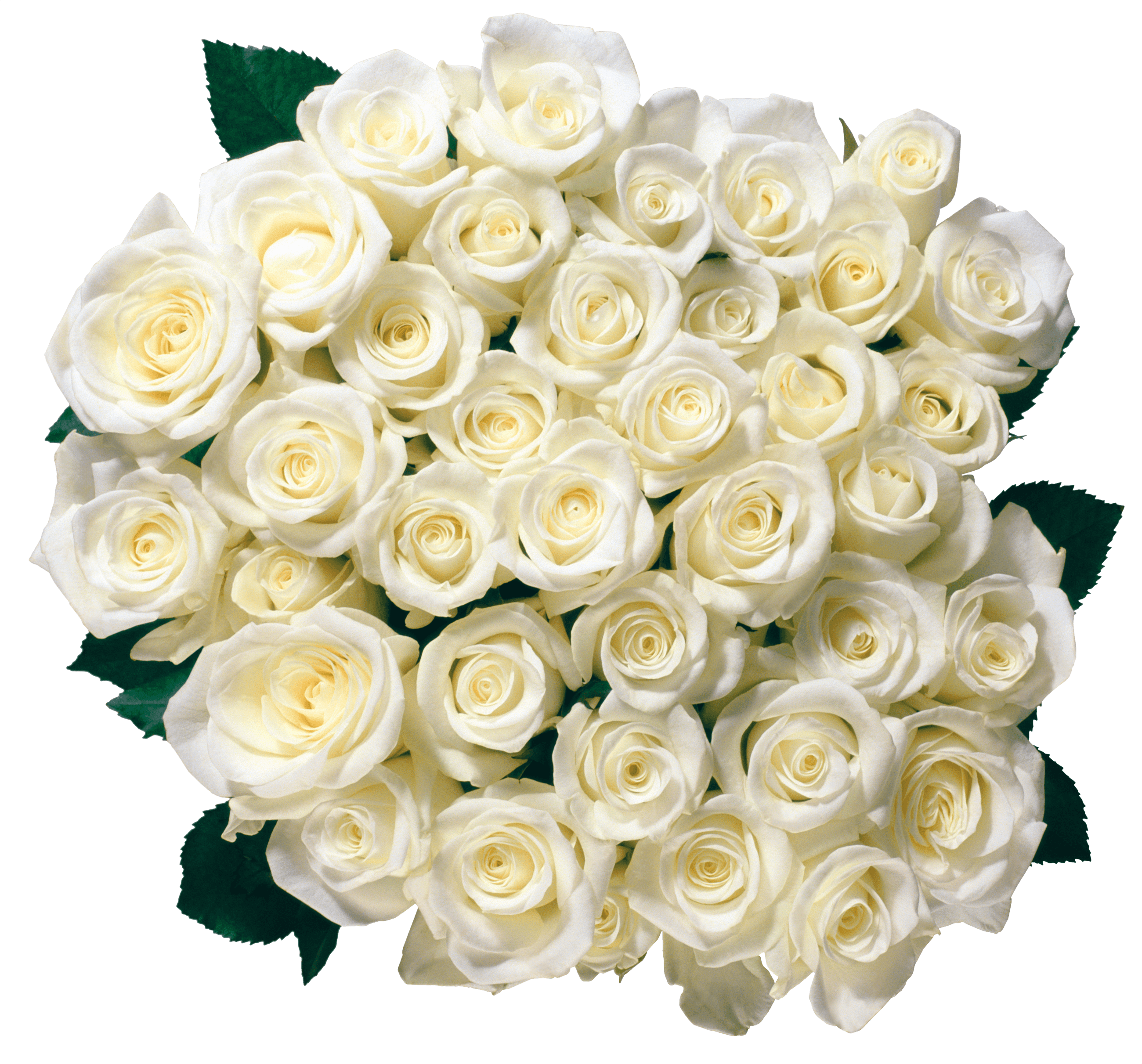 Image Transparente rose blanche