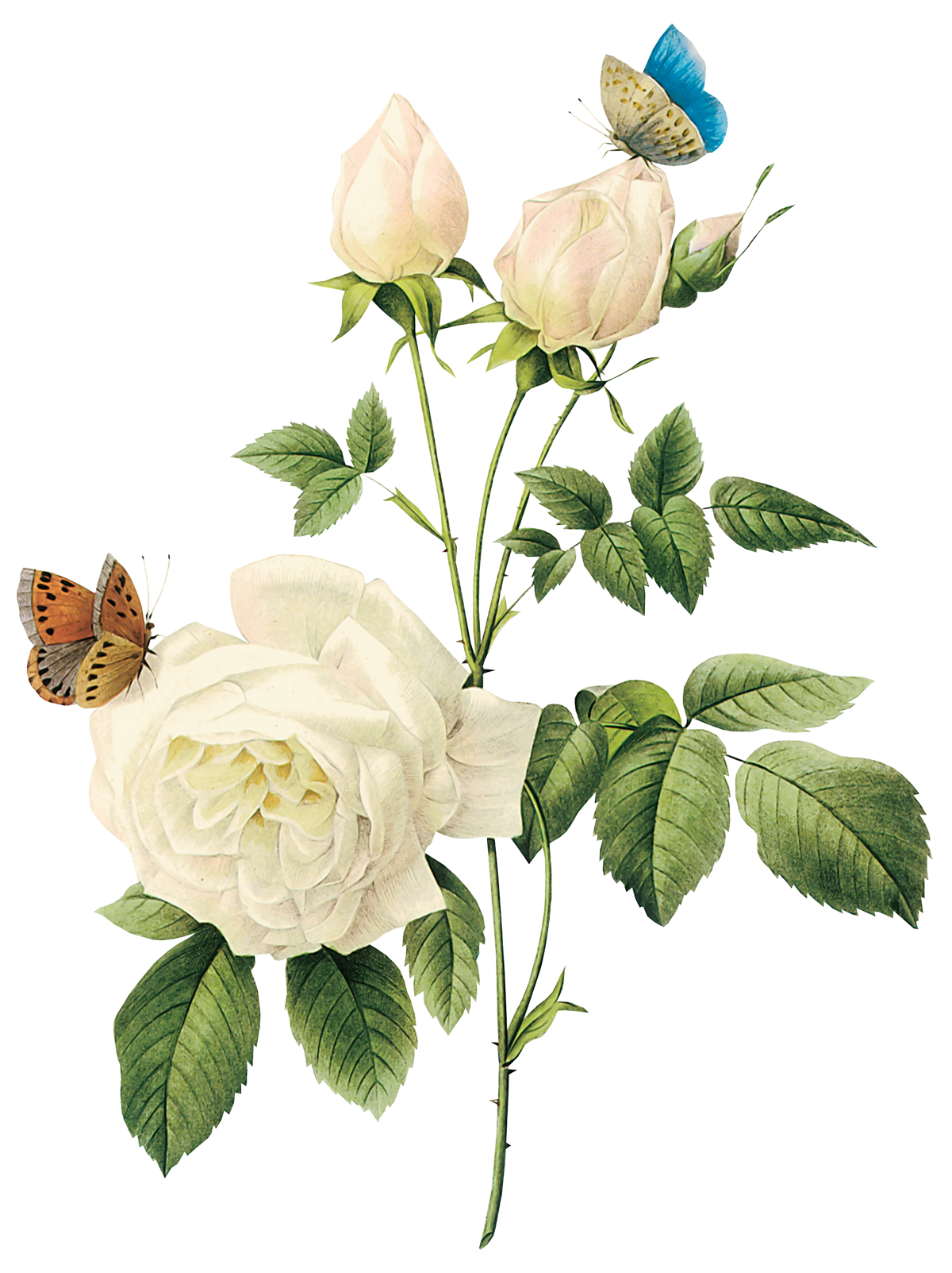 Images Transparentes de rose blanche