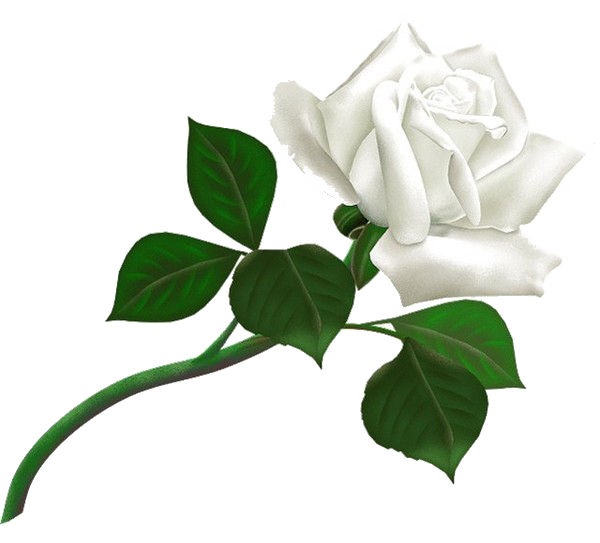 Rose blanc Transparent